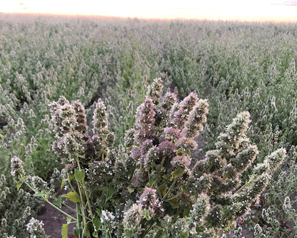 From the Field | 9 Oz Catnip Leaf and Flower Bulk Bag | Organic, Usa-Grown, High Potency Catnip for Cats & Kittens | Resealable, Long-Lasting, Natural Cat Treat for Play & Exercise2