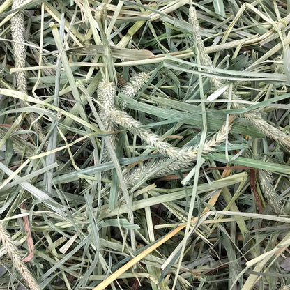 Oxbow Hay Blends, Western Timothy Hay & Orchard Grass, Guinea Pig Food, Small Pet Bunny Supplies, All Natural Grass for Guinea Pig & Rabbit, Oxbow Rabbit Supplies for Bunnies, 90 Oz. Bag | Oxbow Timothy Hay, Bunny Hay for Rabbits, Guinea Pigs, Bunnies and Chinchillas, Hand-Sorted, De-Dusted, High Fiber6