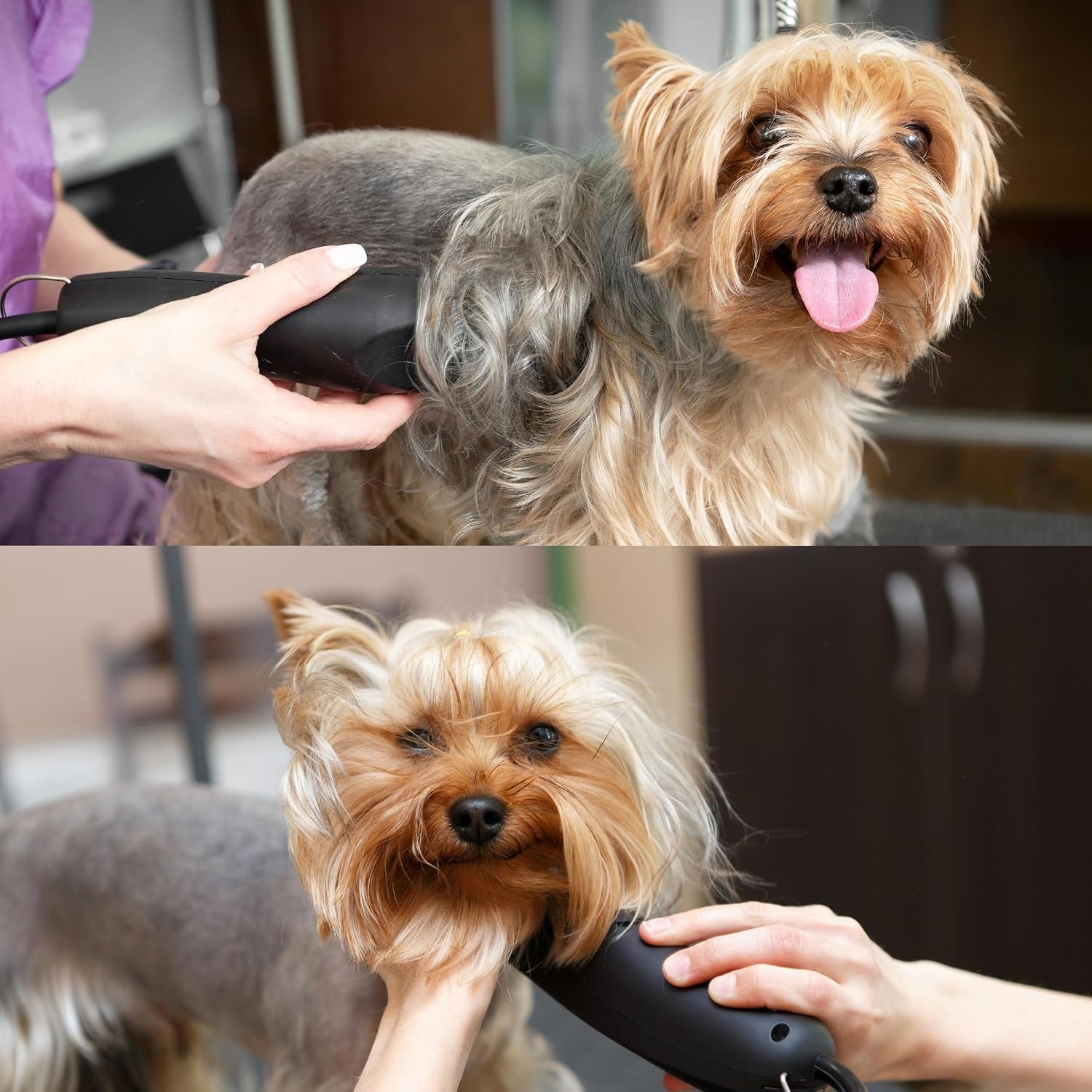 detachable-a-series-wide-30-blades-for-dog-grooming-cuts-length-1-50-0-5mm-japanese-carbonized-steel-wide-grooming-blades-compatible-a5-series-wide-clippers-for-dogs30w