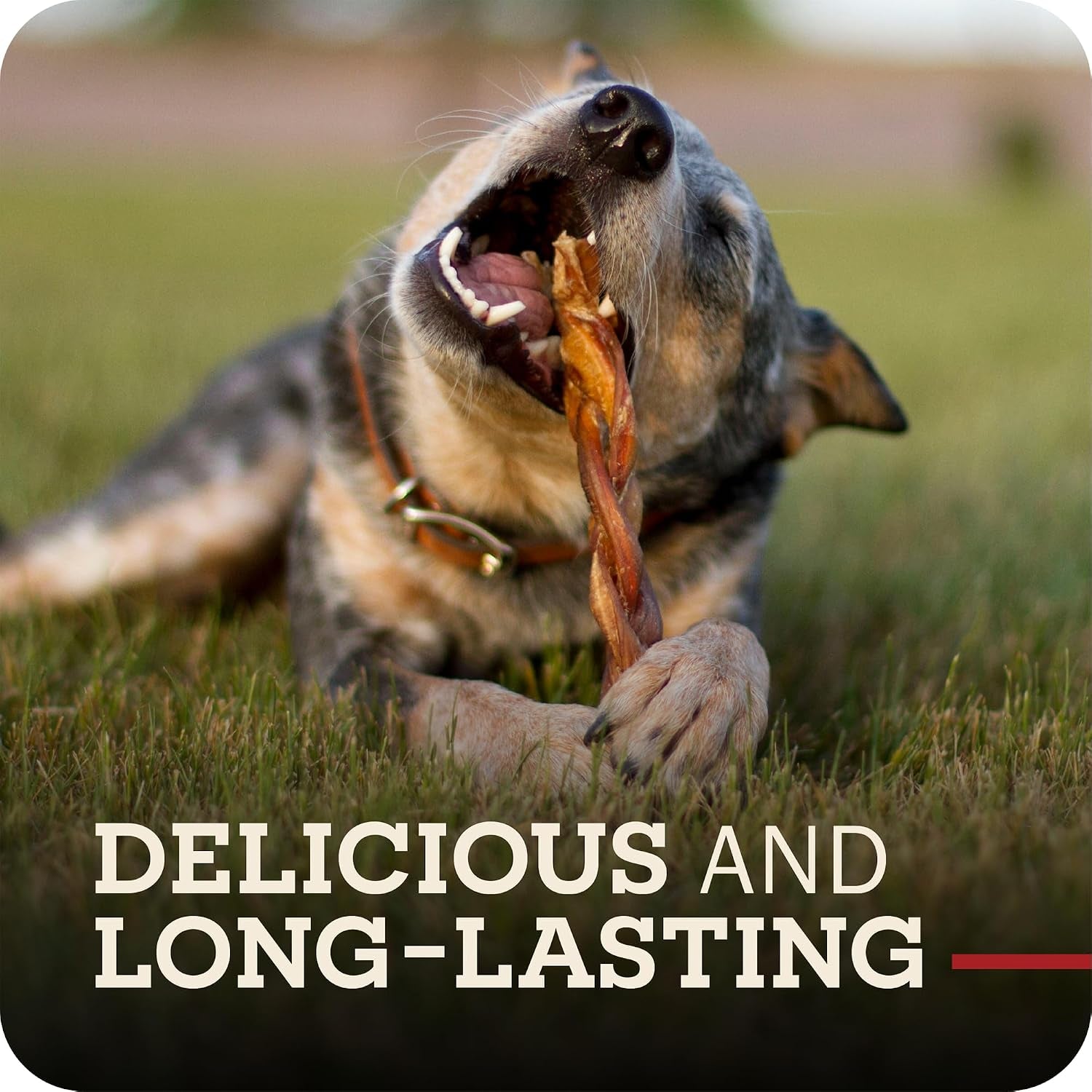 redbarn-pet-products-all-natural-5-8-braided-bully-sticks-for-small-large-dogs-healthy-long-lasting-beef-chews-variety-party-pack-single-ingredient-low-odor-rawhide-free-8-oz-bag