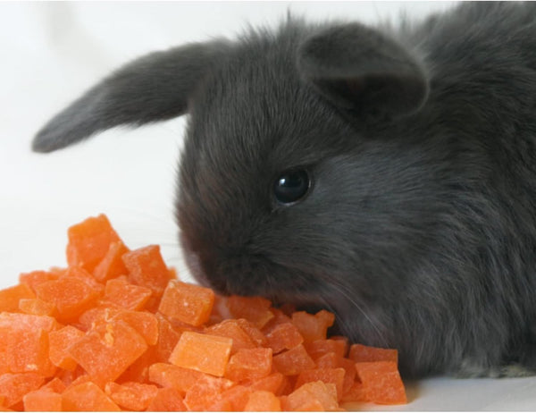 Exotic Nutrition Papaya Treat 1/2 LB - Healthy Natural Dried Fruit Treat - Rabbit, Guinea Pig, Hamster, Gerbil, Rat, Parrot, Sugar Glider, Squirrel, Birds & Small Pets2