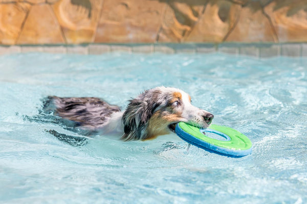Chuckit! Amphibious Zipflight Floating and Flying Disc Dog Toy, Medium (8.5"), Assorted Colors (Orange and Blue/Green and Blue)7