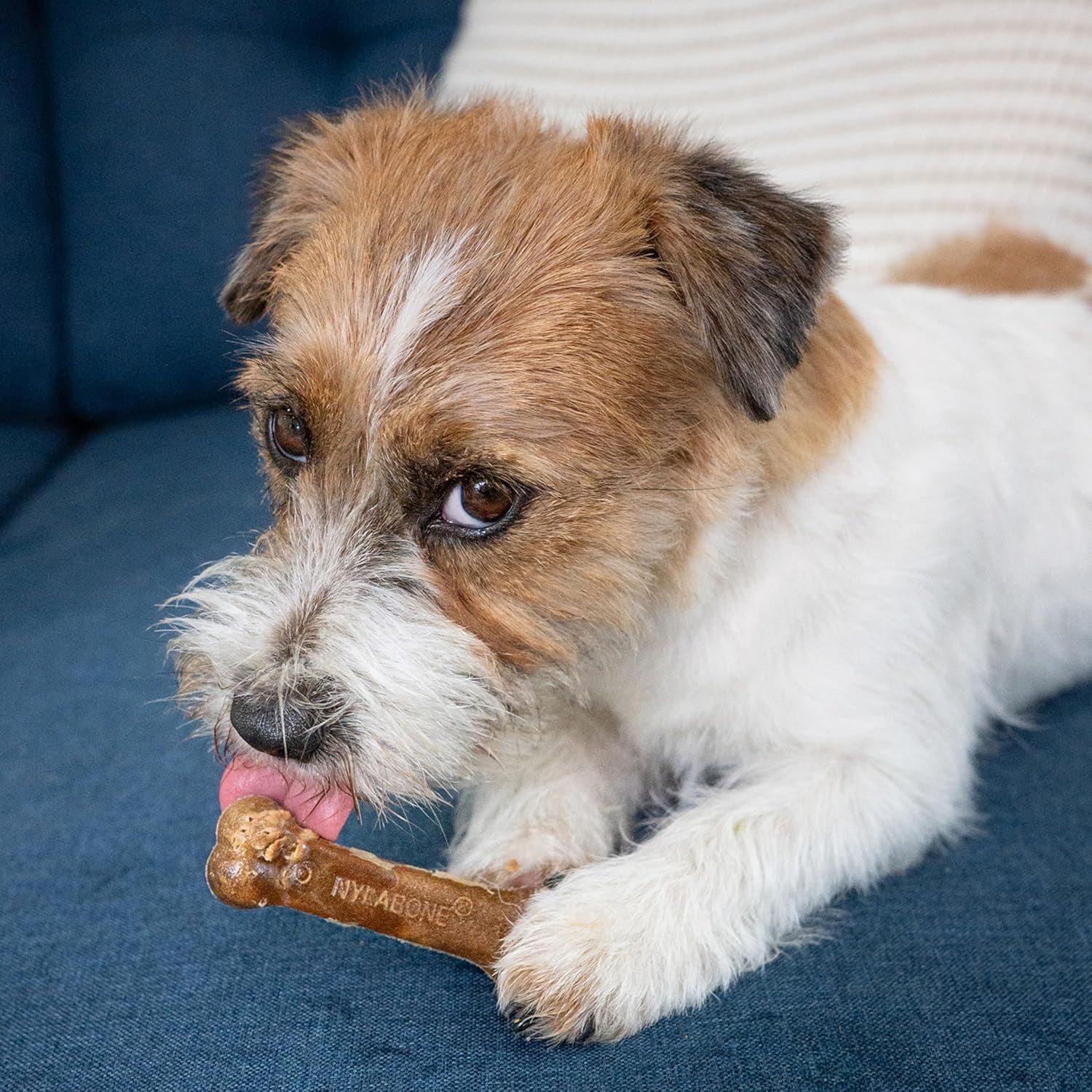 nylabone-healthy-edibles-natural-chews-long-lasting-dog-bones-healthy-dog-treats-bacon-flavor-x-small-8-count