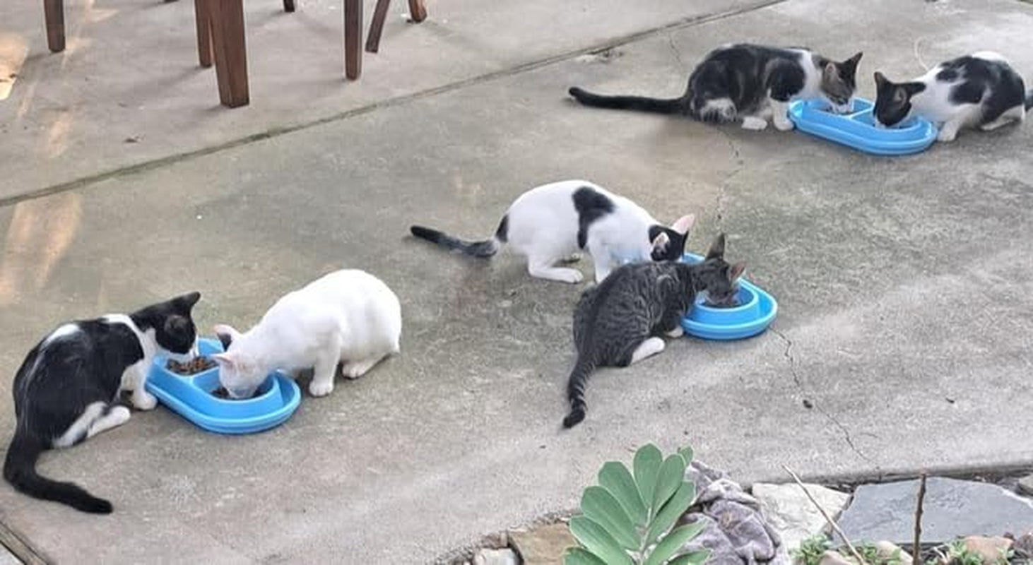 ant-proof-no-spill-cat-dog-pet-bowl-32-oz-spill-proof-food-water-bowls-dish-for-small-to-medium-size-dogs-cats-by-with-you6688