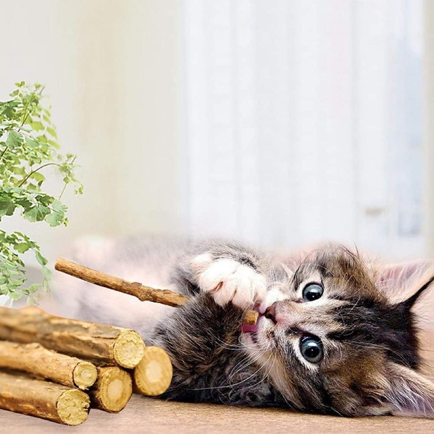wolover-silvervine-sticks-for-cats-natural-catnip-matatabi-chew-sticks-teeth-molar-chew-toys-for-cat-kitten-kitty-at-least-12-pcs