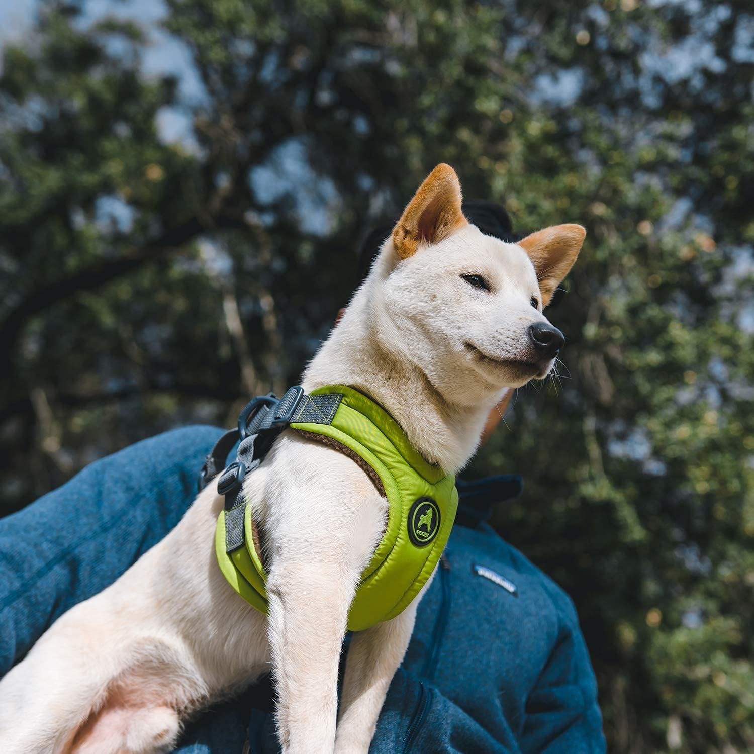 gooby-escape-free-memory-foam-harness-green-large-no-pull-step-in-small-dog-harness-with-four-point-adjustment-perfect-on-the-go-dog-harness-for-medium-dogs-no-pull-and-small-dogs
