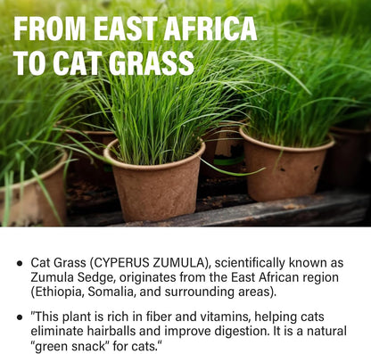 Cat Grass Treats for Indoor Cats, Crunchy Wheatgrass Snacks for Cats, 120G | Ready-To-Eat Wheatgrass Treats,Supports Natural Digestive Health & Hairball Passage,Grain-Free & Crunchy for Dental Care8