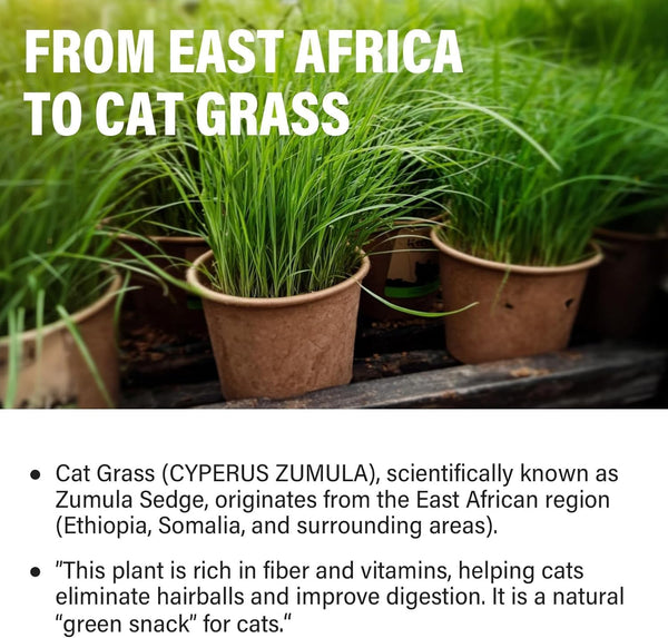 Cat Grass Treats for Indoor Cats, Crunchy Wheatgrass Snacks for Cats, 120G | Ready-To-Eat Wheatgrass Treats,Supports Natural Digestive Health & Hairball Passage,Grain-Free & Crunchy for Dental Care8