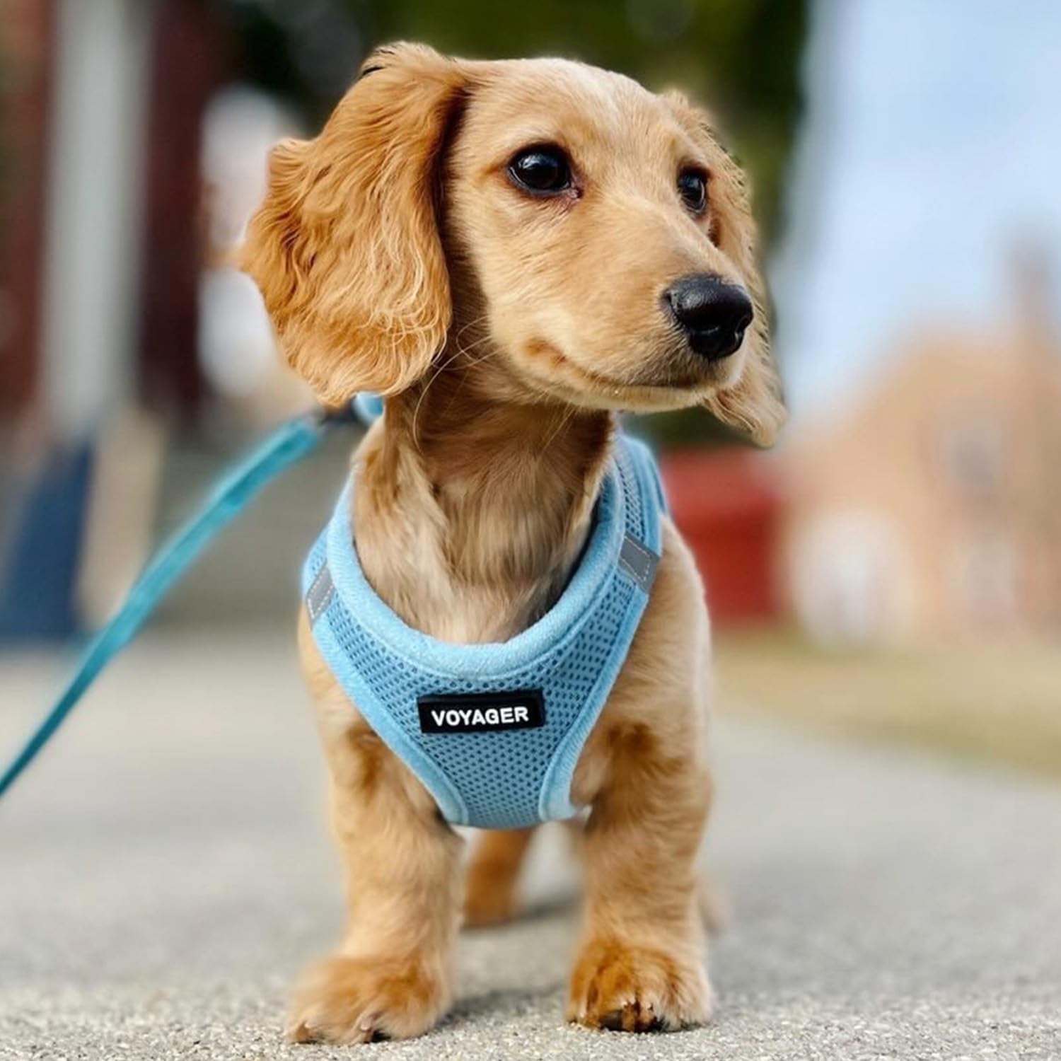 best-pet-supplies-voyager-step-in-air-all-weather-mesh-harness-and-reflective-dog-5ft-leash-combo-with-neoprene-handle-for-small-medium-and-large-breed-puppies-baby-blue-small