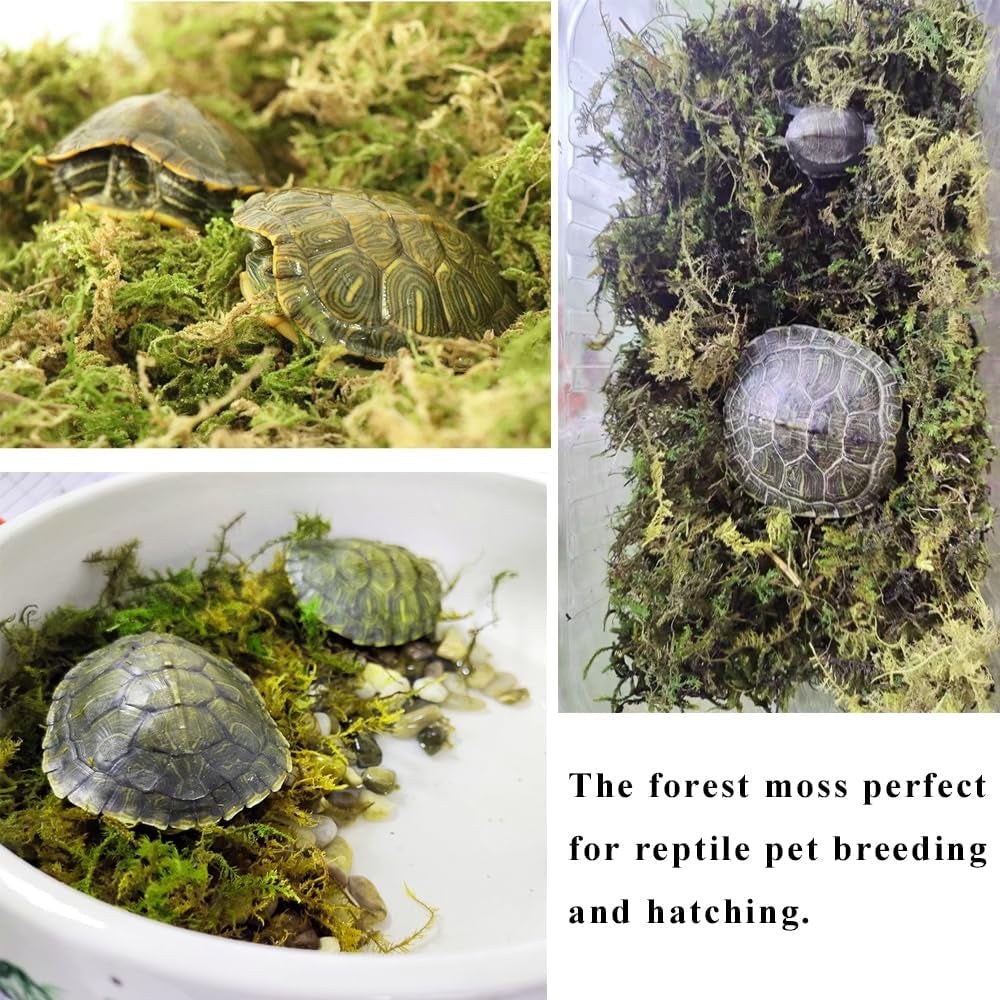 5l-forest-moss-for-hamster-syrian-gerbils-bedding-natural-moss-perfect-for-potted-plants-terrariums-reptile-tanks-and-live-creature-projects