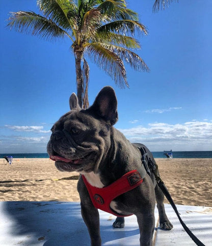 Gooby Escape Free Sport Harness - Red, Medium - No Choke Step-In Patented Neoprene Small Dog Harness with Four-Point Adjustment - Perfect on the Go Dog Harness for Medium Dogs No Pull and Small Dogs6