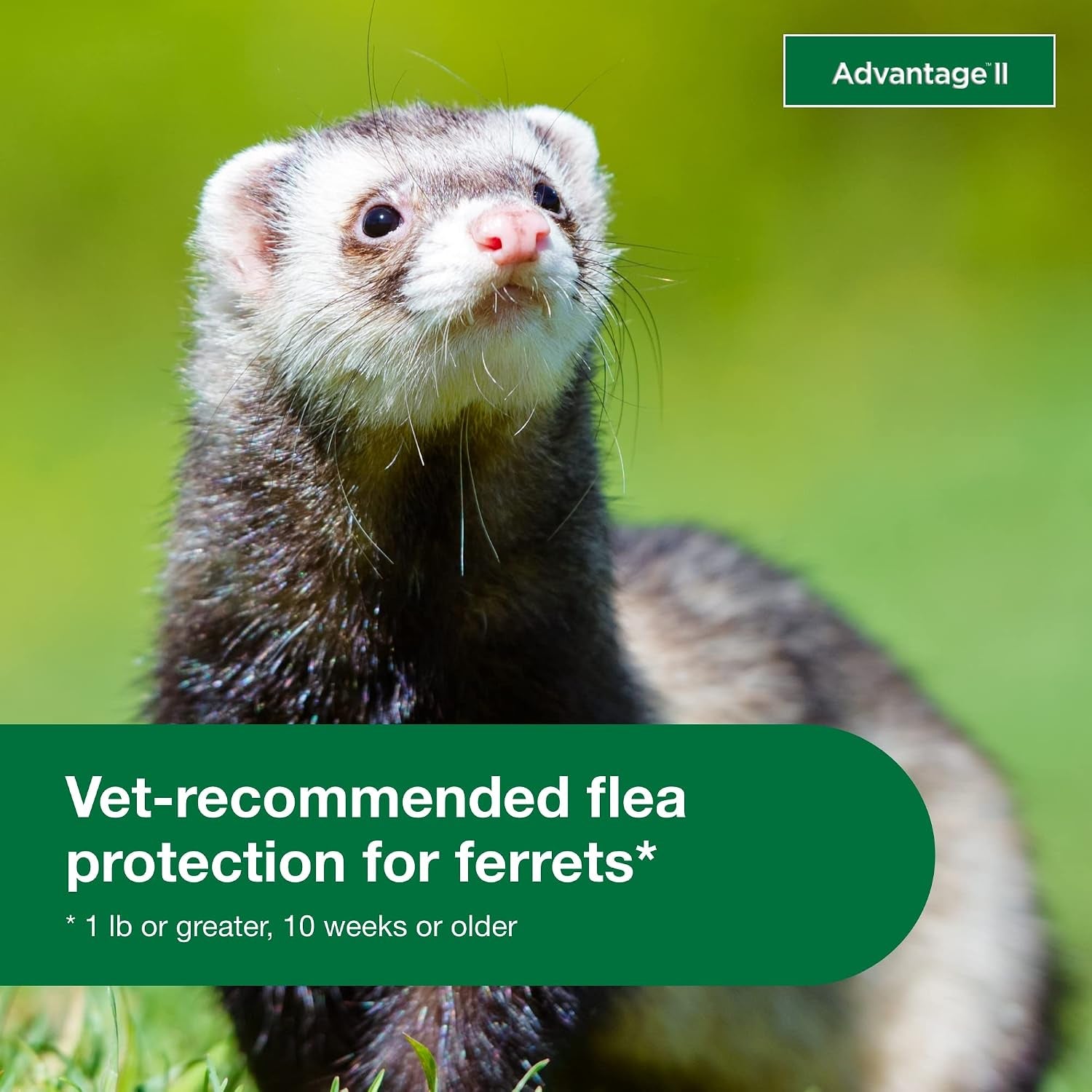 advantage-ii-ferret-vet-recommended-flea-treatment-prevention-ferret-1-lbs-2-month-supply