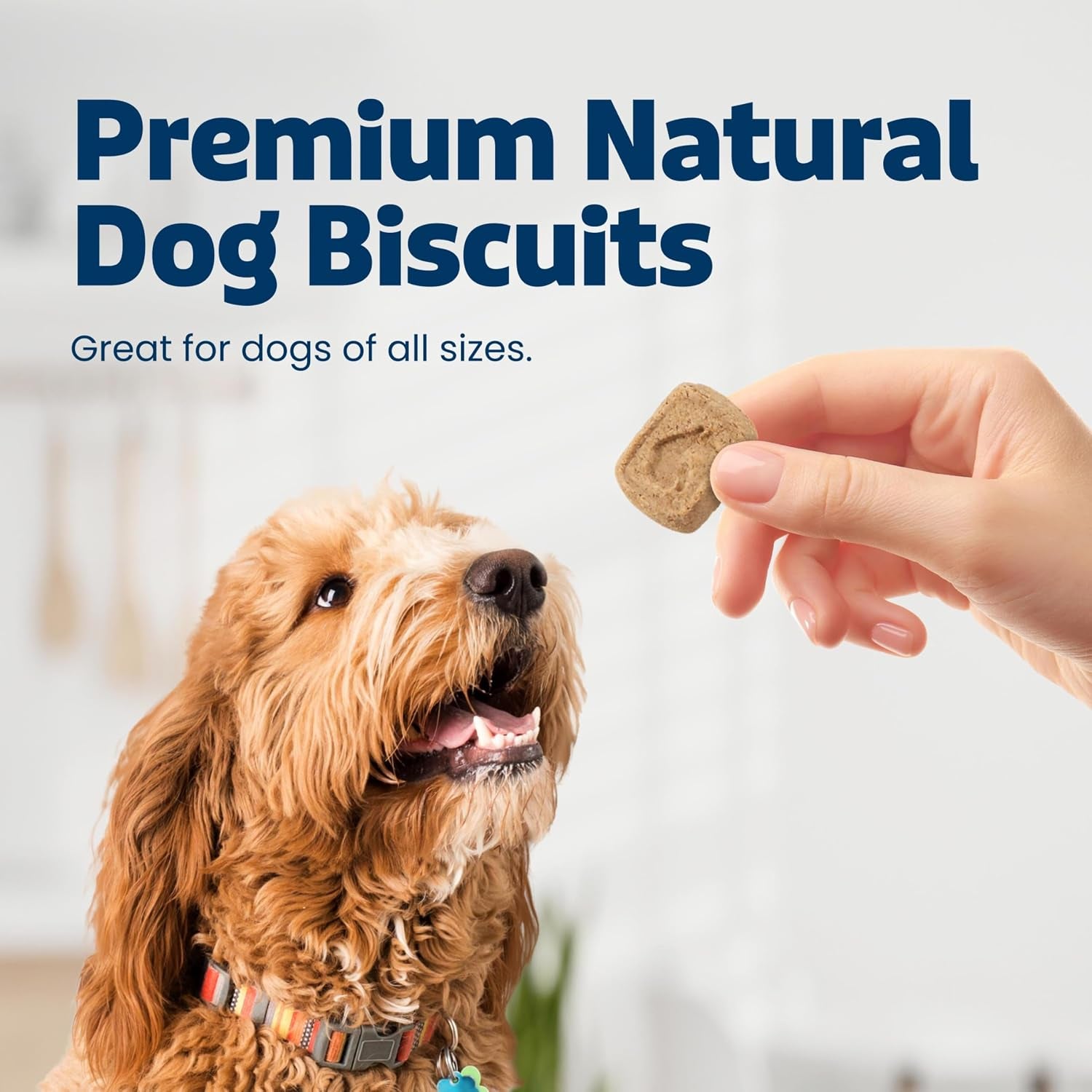 blue-buffalo-health-bars-pumpkin-cinnamon-crunchy-dog-biscuits-oven-baked-with-pumpkin-natural-ingredients-healthy-dog-treats-with-no-artificial-flavors-or-preservatives-16-oz