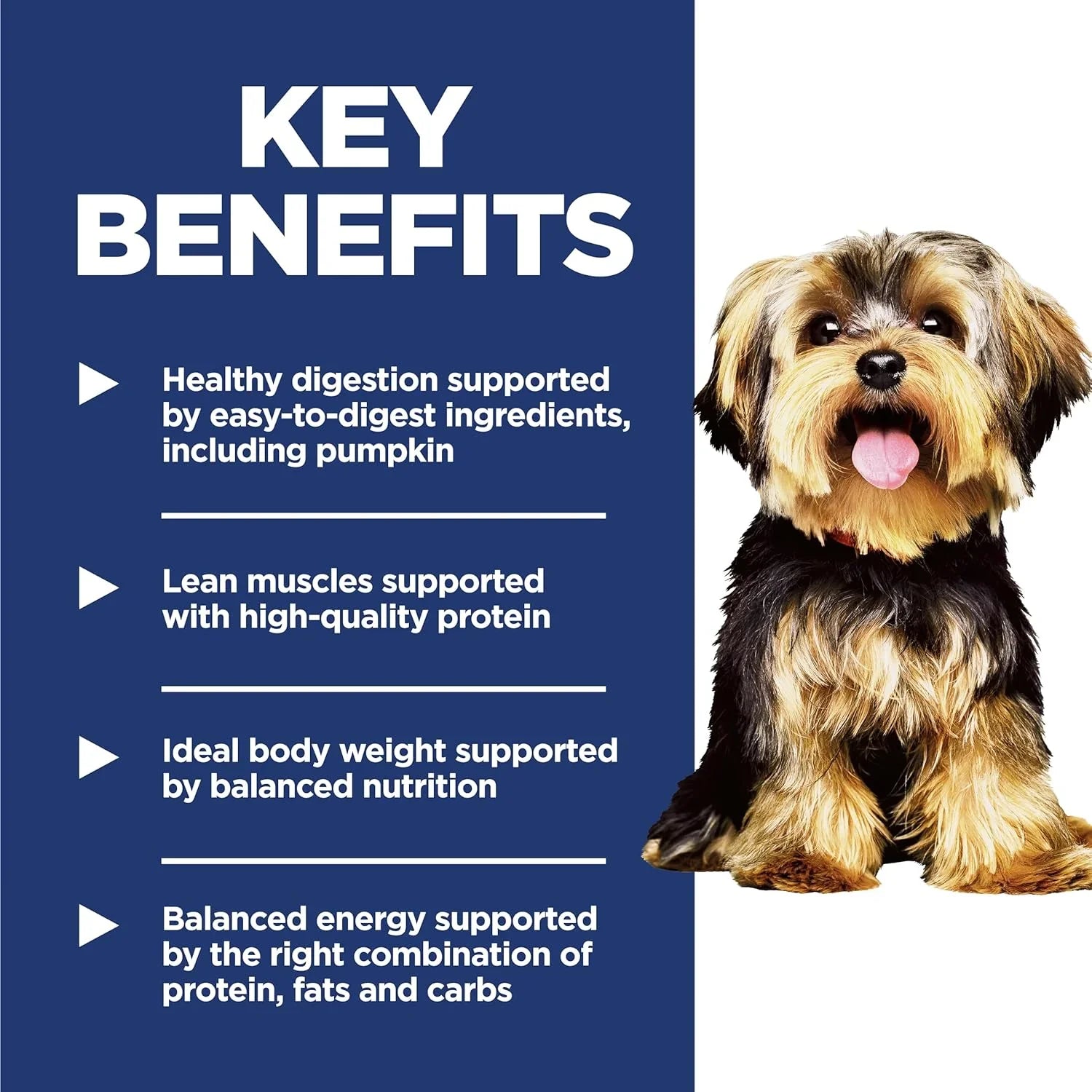 happy-yorkshire-terrier-with-key-benefits-of-dog-food-for-healthy-digestion-and-lean-muscles