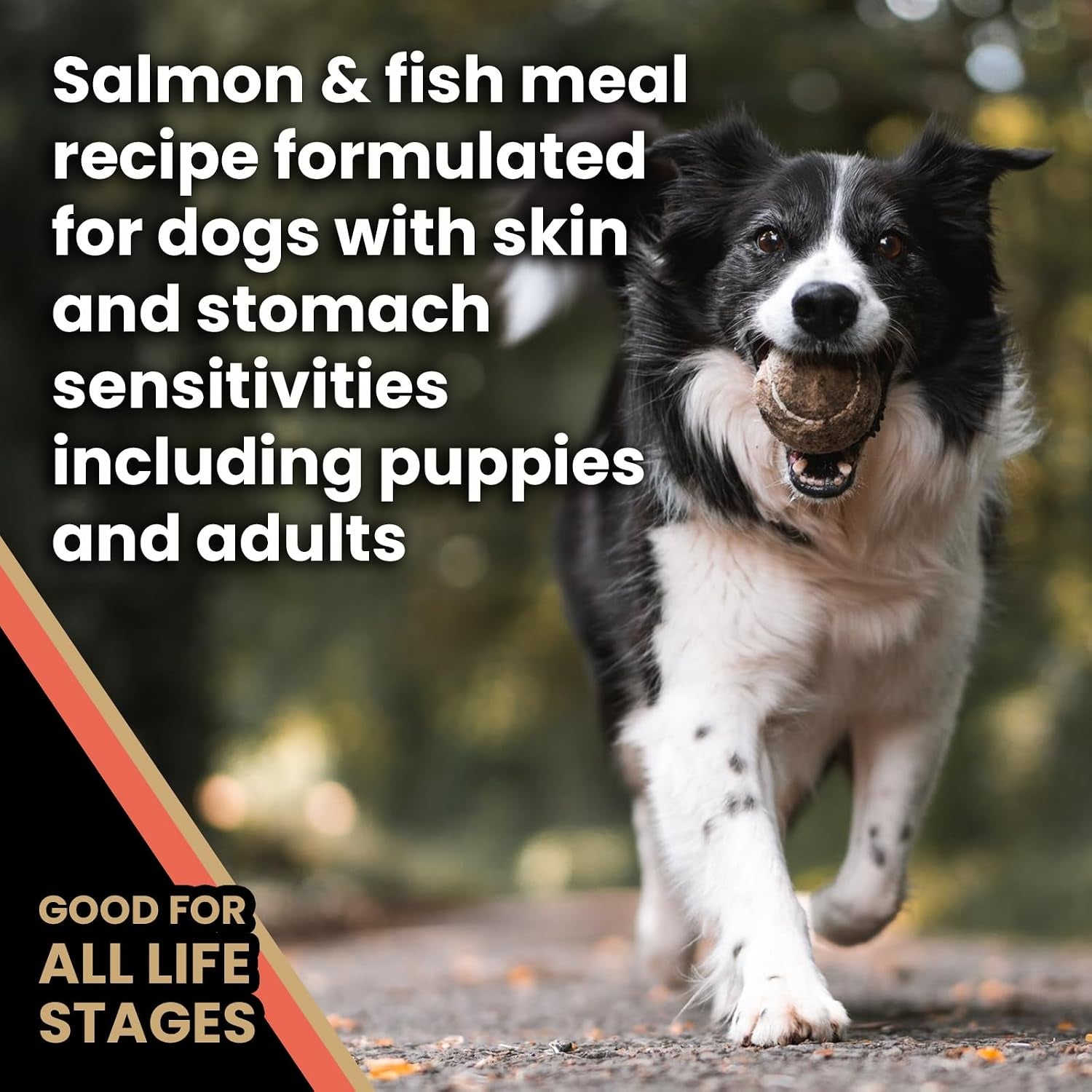 victor-super-premium-dog-food-sensitive-skin-and-stomach-salmon-meal-brown-rice-recipe-dry-kibble-gluten-free-no-chicken-ideal-for-dogs-with-allergies-adult-and-puppy-food-5-lb