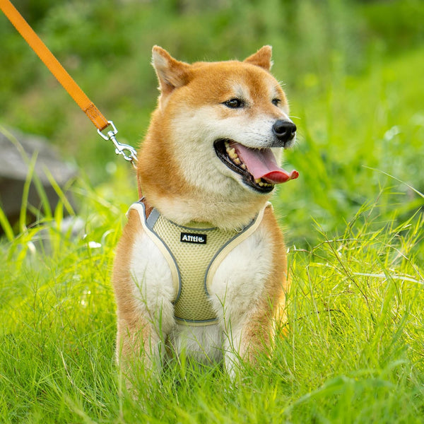 AIITLE No Pull Dog Harness and Leash Set, Step in Adjustable Dog Harness with Padded Vest for All Weather, Dog Leash with Soft Padded Handle, Easy to Put on Small and Medium Dogs Beige S9