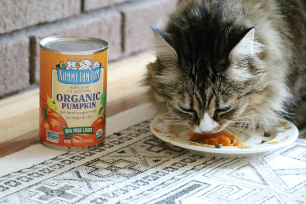 Nummy Tum Tum Organic Pumpkin Puree for Pets, 15 Oz (Pack of 12) | USA Grown Pumpkins, Supports Healthy Digestion for Cats & Dogs, Great for Food Toppers, Treats, & Recipes8