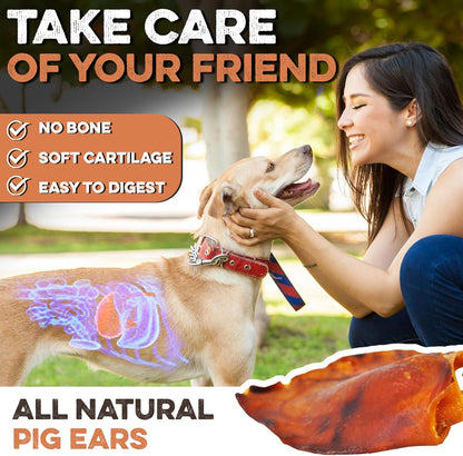 BRUTUS & BARNABY Whole Pig Ears for Dogs, 12 Ct. – All-Natural Single Ingredient Dog Chews, Slow Cooked & Fully Digestible Rawhide Alternative5