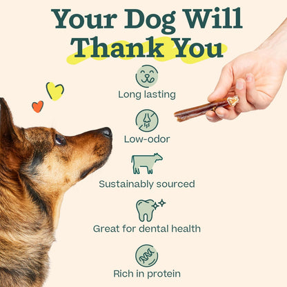 WOOF Bully Sticks Dog Treats - Chew Sticks for Dogs - Long-Lasting Dog Chew Treats - Made with Free-Range, Grass-Fed Beef - 6" Sticks - 10Pk4