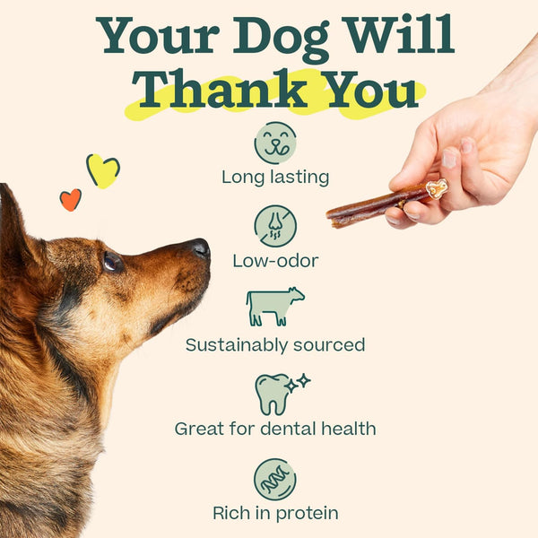 WOOF Bully Sticks Dog Treats - Chew Sticks for Dogs - Long-Lasting Dog Chew Treats - Made with Free-Range, Grass-Fed Beef - 6" Sticks - 10Pk4