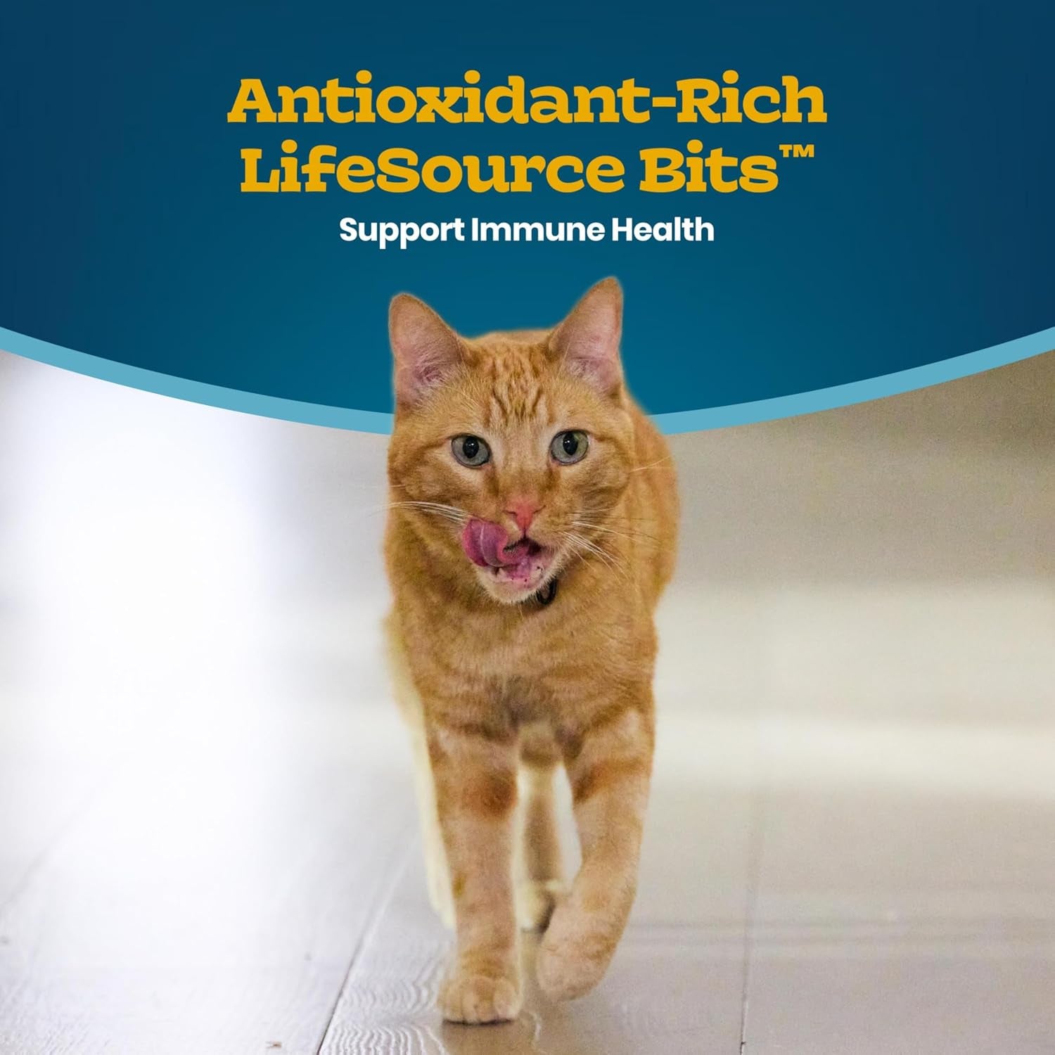 blue-buffalo-tastefuls-irresistible-gravy-experience-chicken-brown-rice-recipe-dry-indoor-cat-food-for-adult-cats-deliciously-healthy-natural-cat-food-supports-digestion-coat-health-3-lbs