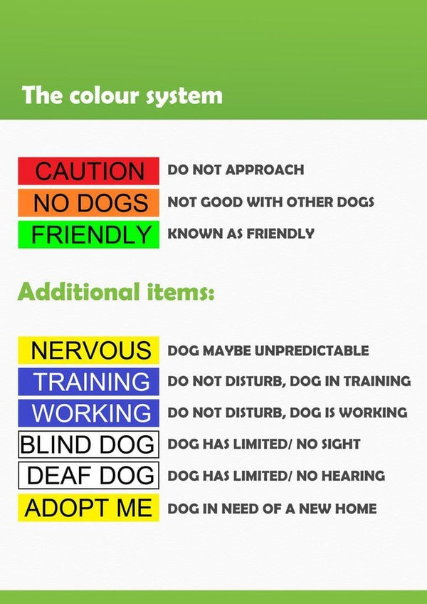 ADOPT ME Yellow Color Coded L-XL Non-Pull Dog Harness (New Home Needed) Donate to Your Local Charity4