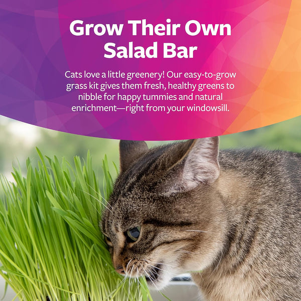 Smartykat Sweet Greens Organic Oat Grass All-In-One Cat Grass Grow Kit, Easy-To-Grow to Support Digestion & Hairball Reduction5