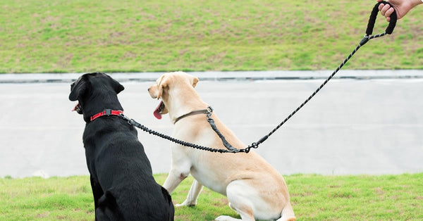 Iyoshop Dual Dog Leash - 360° Swivel, No Tangle Walking Leash with Shock Absorbing Bungee for Two Dogs (Large, 25-150 Lbs, Black)7