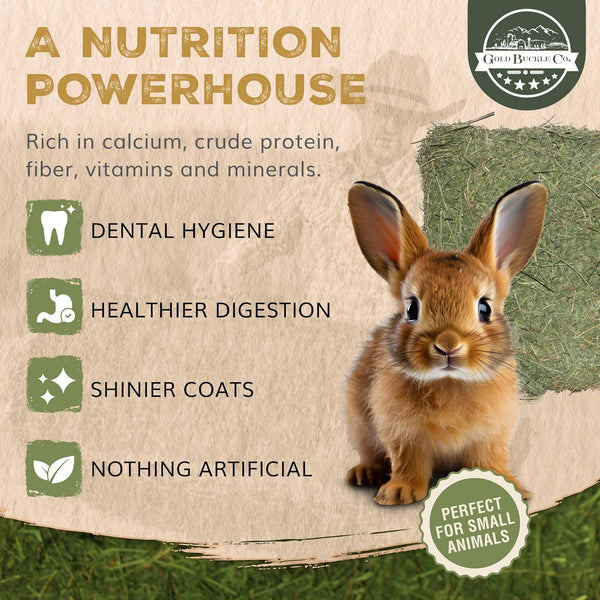 Premium Alfalfa Hay for Rabbits & Guinea Pigs - All Natural, USA Grown, 9Lb | Hay for Guinea Pigs, Chinchillas, Hamsters & Ferrets - Farm Fresh, Rich in Protein & Fiber, Fresh Dried, Hand-Selected7