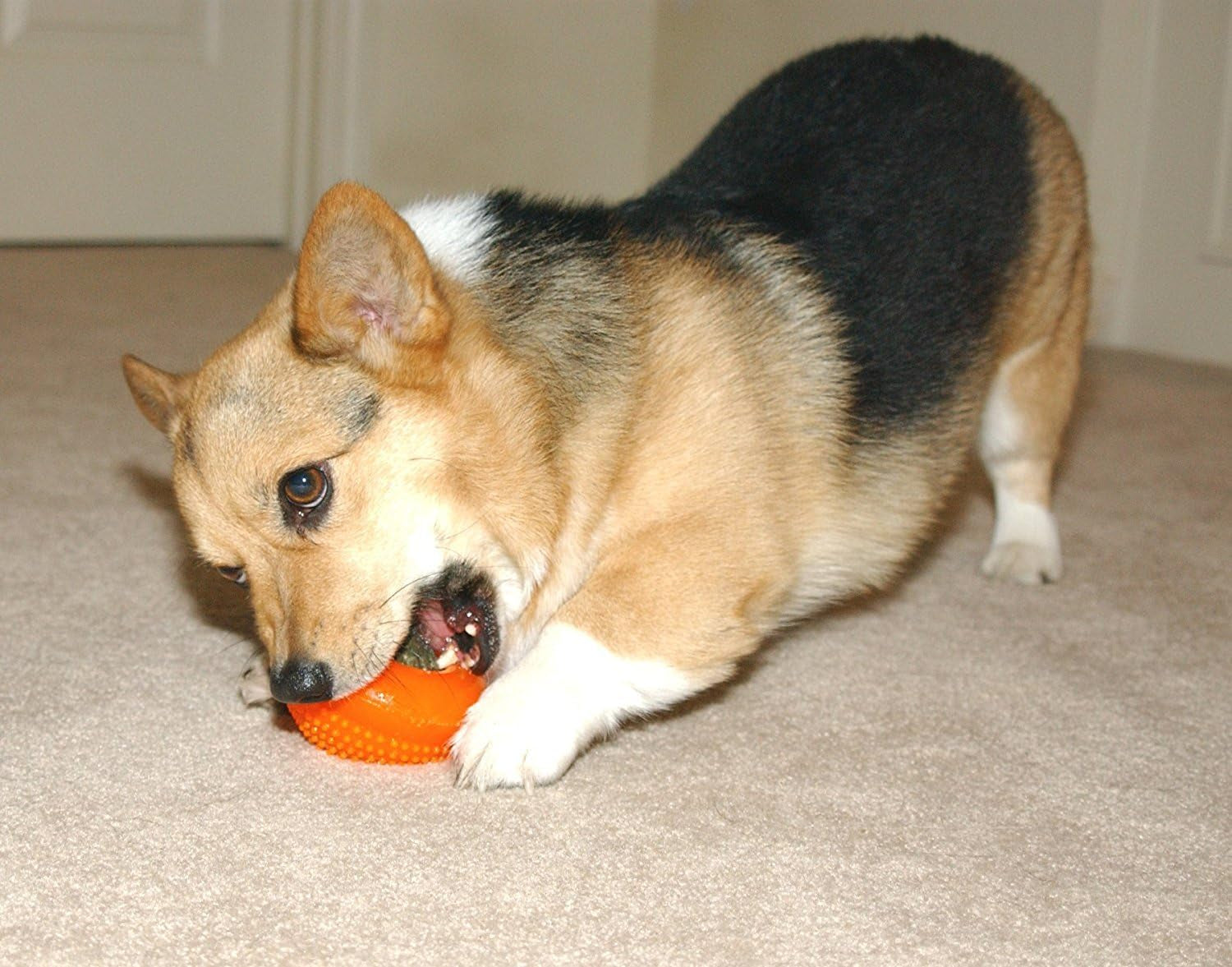 starmark-everlasting-treat-bento-ball-tough-dog-chew-toy-large