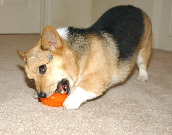 Starmark Everlasting Treat Bento Ball Tough Dog Chew Toy Large2