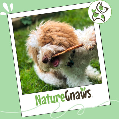 Nature Gnaws Extra Thin Bully Sticks for Small Dogs 5-6" (10 Count) - Long Lasting for Light Chewers and Puppies - Natural Beef Dog Chew Bones7