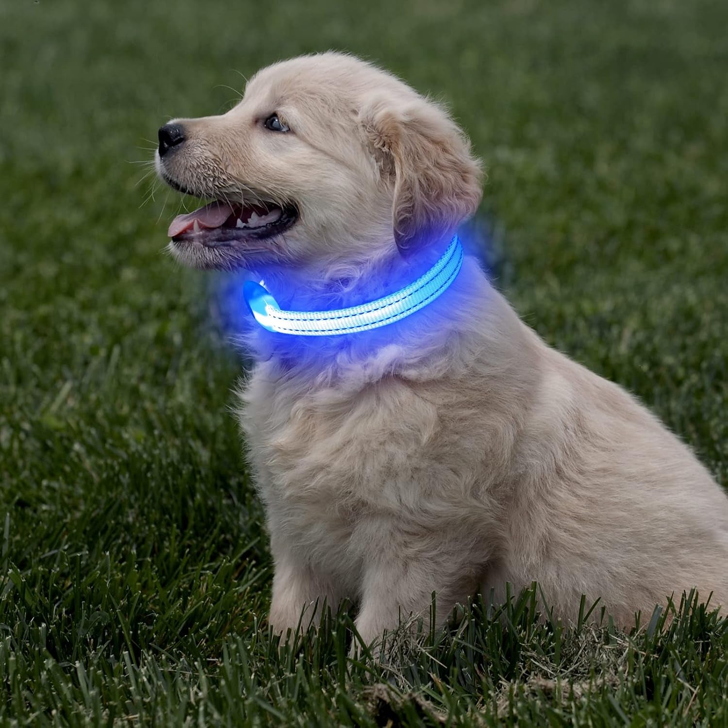 light-up-dog-collar-for-small-dogs-cats-reflective-led-dog-collar-rechargeable-glowing-puppy-collar-safety-dog-lights-for-night-walking-royal-blue
