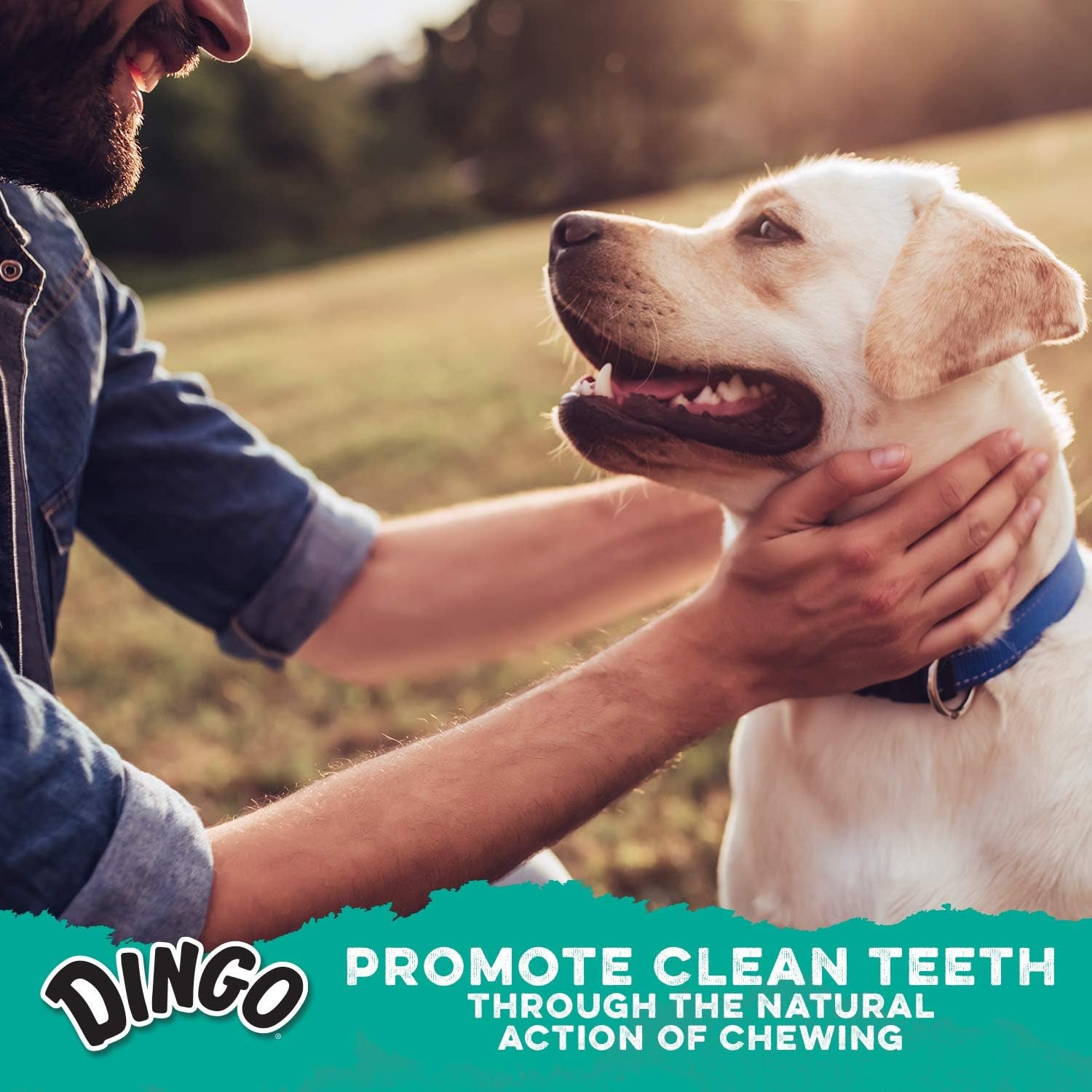 dingo-dental-sticks-dog-treats-with-real-chicken-parsley-48-count-real-parsley-freshens-breath-chewing-reduces-tartar-plaque-fully-digestible-for-adult-dogs