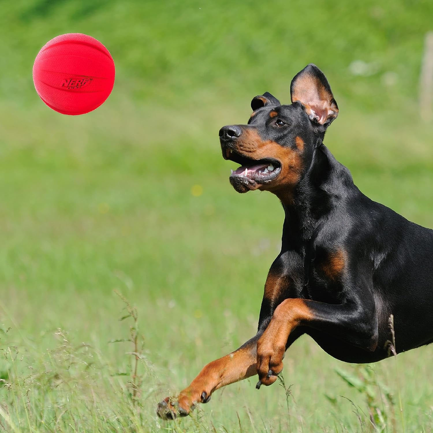 nerf-dog-classic-squeak-ball-outdoor-dog-toy-3-8-inch-dog-ball-fetch-toy-squeaking-toy-for-medium-and-large-breeds-green-red-2-count