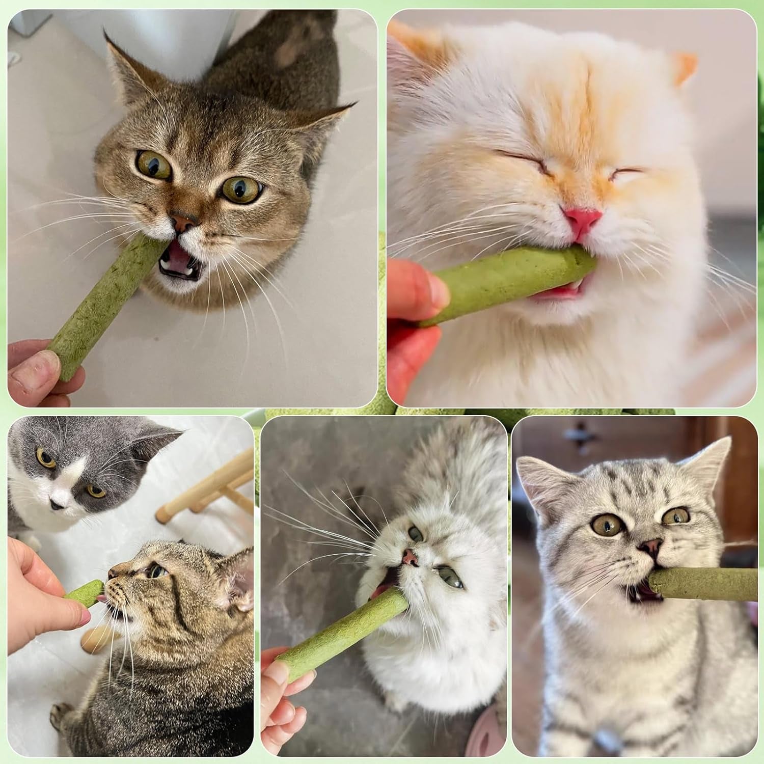 30g-cat-grass-sticks-freeze-dried-cats-grass-teething-stick-edible-cat-chew-toy-for-teeth-cleaning-dental-health-and-hairball-removal