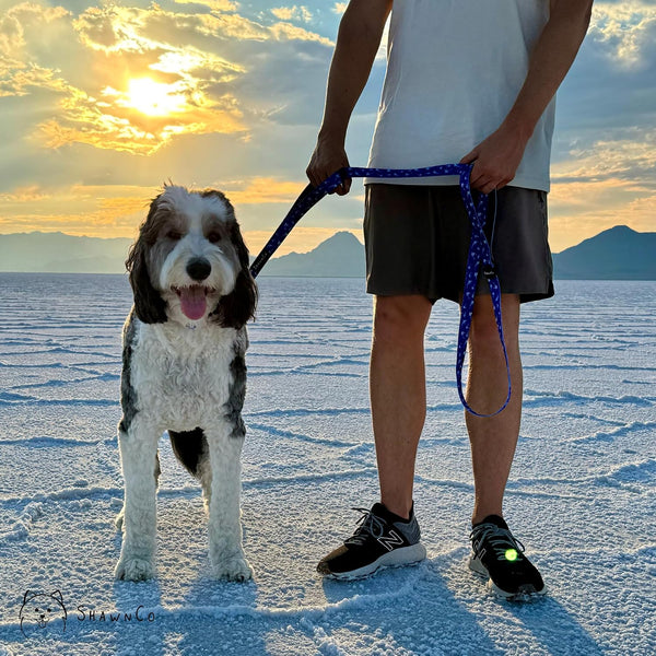 Shawnco Dream Walk Dog Leash- Premium, Nylon Pet Leash with Soft Neoprene Handle for Small, Medium and Large Dogs (ICY Lilac, M/L 6FT W/ 2 Handles)5