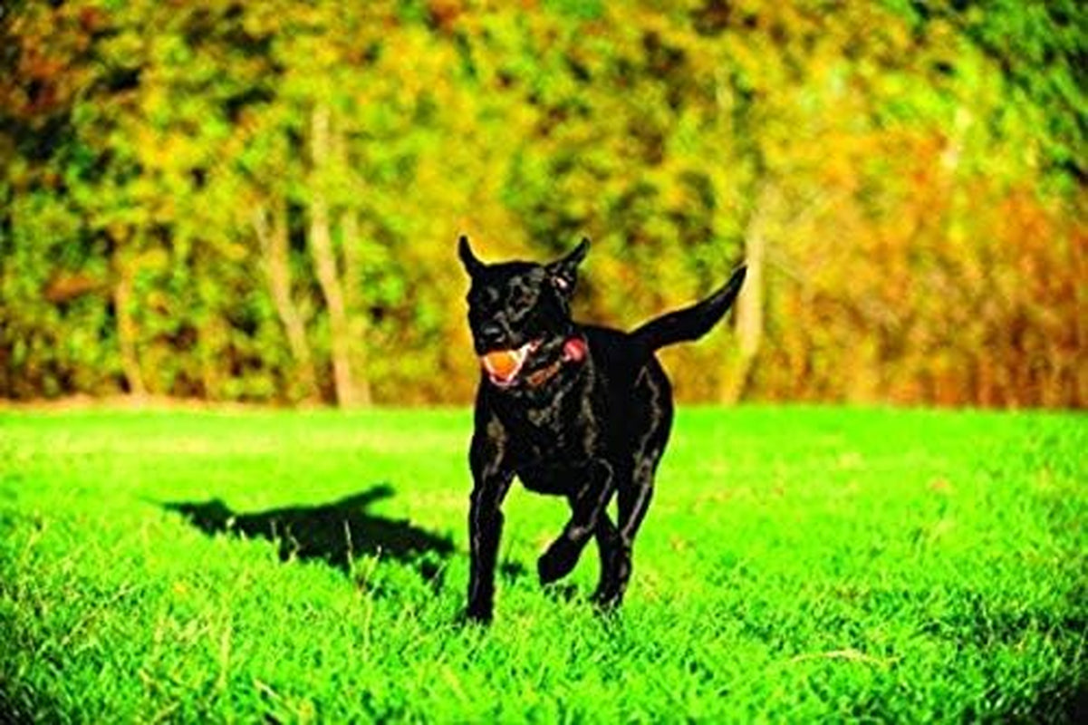 chuckit-dog-tennis-ball-dog-toy-large-3-inch-diameter-for-dogs-60-100-lbs-pack-of-2