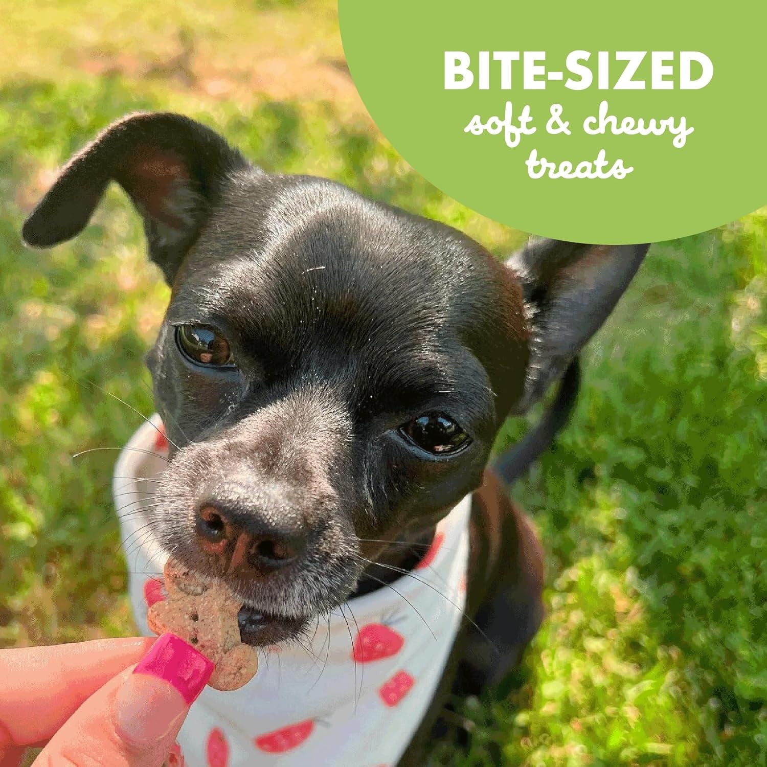buddy-biscuits-softies-6-oz-bag-soft-chewy-natural-roasted-chicken-flavor-dog-treats-oven-baked-in-the-usa