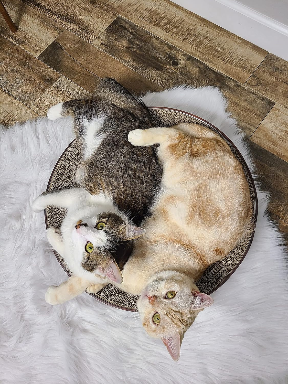 necoichi-cat-scratcher-bowl-for-indoor-cats-cat-scratching-lounger-with-reversible-usability-and-extra-comfort-for-lounge-cardboard-bed-couch-regular-dark-cherry