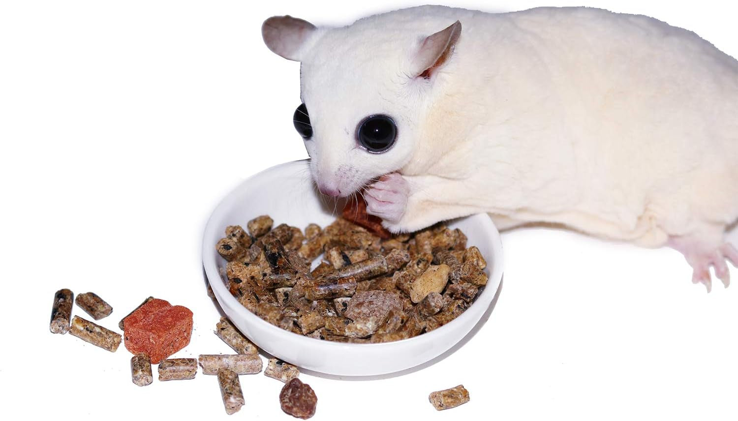 glider-complete-healthy-high-protein-nutritionally-complete-staple-diet-sugar-glider-food-2-lb