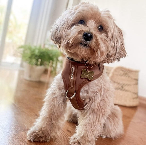 Premium No-Pull Dog Harness Soft Neoprene & Breathable Mesh Vest with Front & Back Clip D-Rings Adjustable Lightweight Walking Harness for Puppies, Small & Medium Dogs (Bronze Brown Gold, M)8