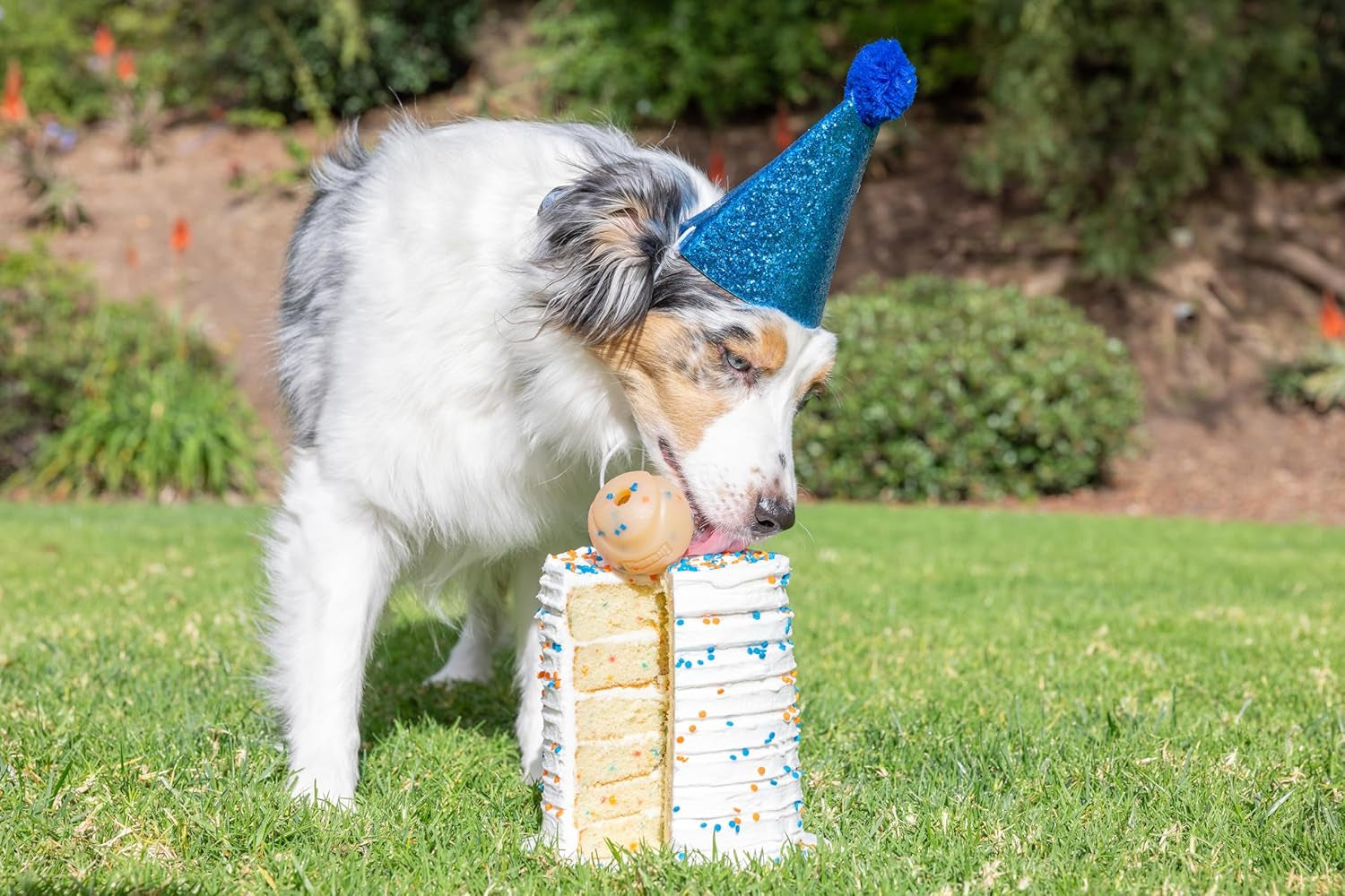 chuckit-birthday-fetch-ball-medium-2-5-inch-diameter-for-dogs-20-60-lbs-pack-of-1
