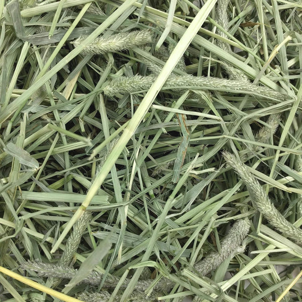 Oxbow Western Timothy Hay, Guinea Pig Hay, Small Pet Bunny Supplies, All Natural Grass for Guinea Pig, Bunny, Chinchilla & Hamster, Oxbow Rabbit Supplies for Bunnies, 9 Lb Box | Oxbow Timothy Hay, Bunny Hay for Rabbits, Guinea Pigs, Bunnies and Chinchillas, Hand-Sorted, De-Dusted, Made in USA8