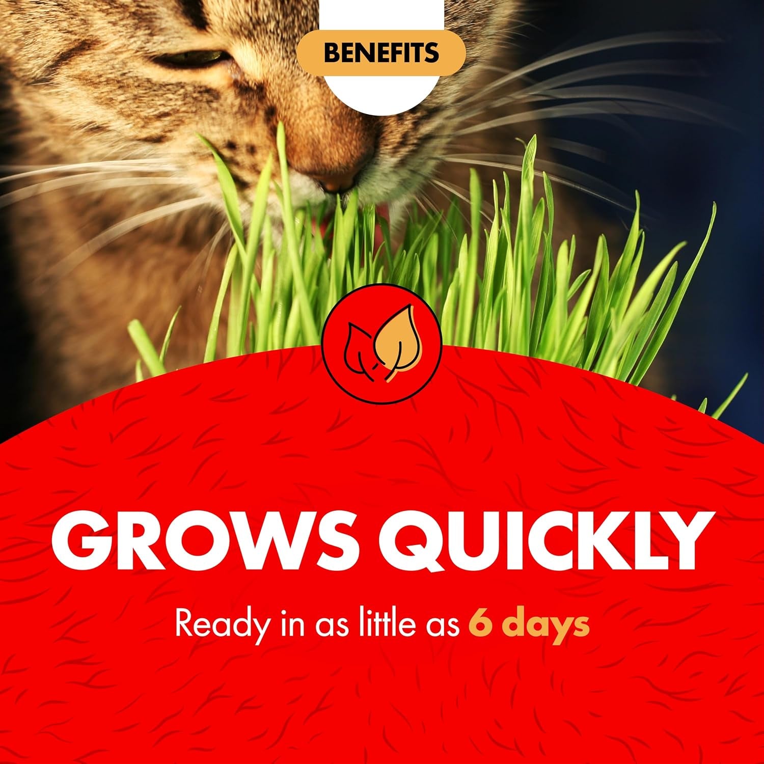 miracle-care-cat-about-cat-grass-kit-5-25-ounce-easy-to-grow-seeds-planter-for-indoor-cats-natural-fiber-aids-digestion-reduces-hairballs-freshens-breath-quick-growing