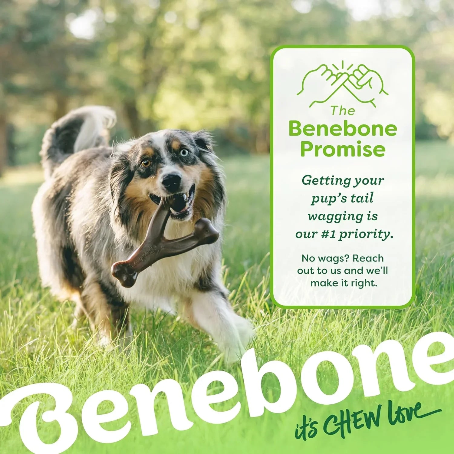 happy-dog-chewing-benebone-chew-toy-outdoors-promoting-pet-happiness-and-satisfaction-with-the-benebone-promise