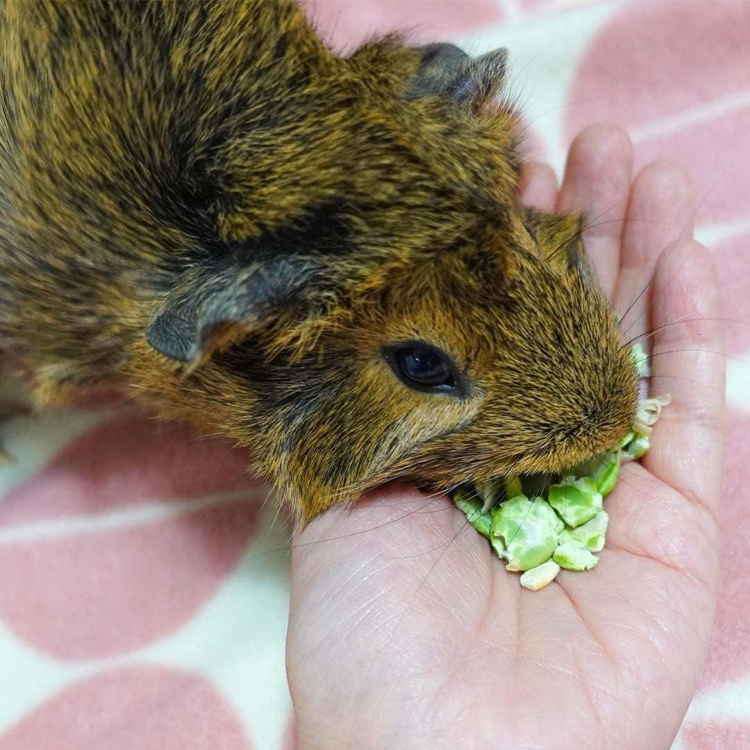 guineadad-pea-flakes-for-guinea-pigs-premium-guinea-pig-food-treats-natural-pea-flakes-for-small-pets-high-in-vitamins-minerals-large