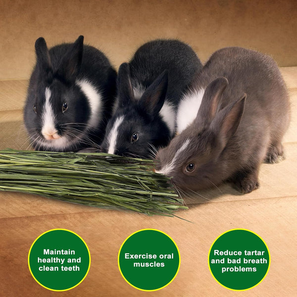 Premium Oat Hay, 1.1LB Small Pet Feed | Premium Dust Free Natural Green Oat Hay, Suitable for Rabbits, Guinea Pigs, Chinchillas, Hamsters, Gerbils3