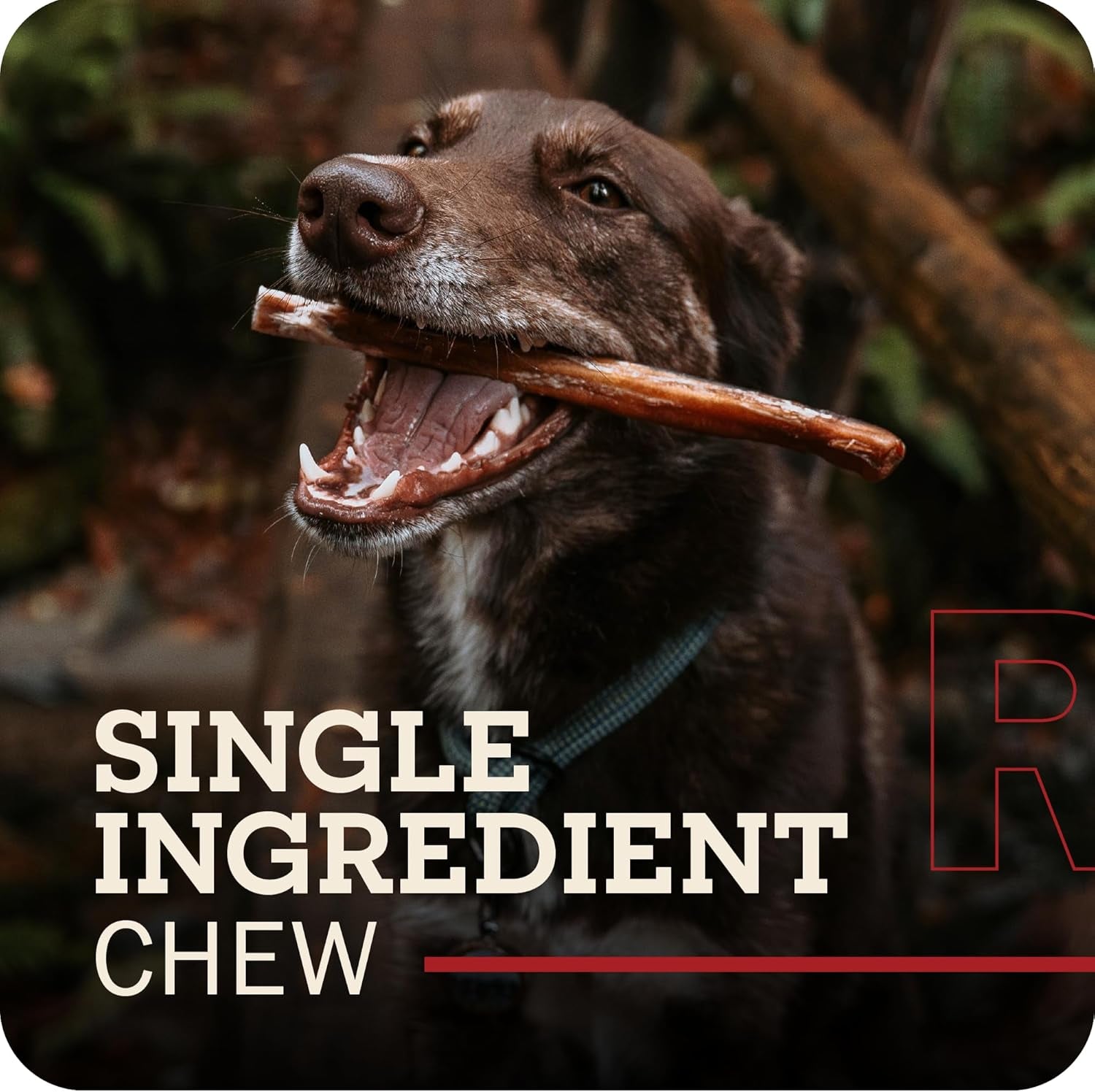 redbarn-premium-bully-sticks-for-dogs-7-inch-6-count-long-lasting-rawhide-free-slow-roasted-low-odor-highly-digestible-single-ingredient-chews-all-natural-dental-treats-for-chewers