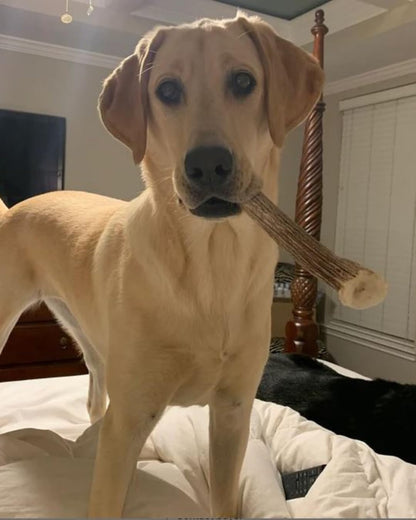 Whitetail Naturals Whole Deer Antlers for Dogs, 1 Lb Bulk Pack, 4-5 Ct | for Medium & Large Aggressive Chewers - Naturally Shed - Wild Sourced - Grade a - Long Lasting - Crafted in USA9